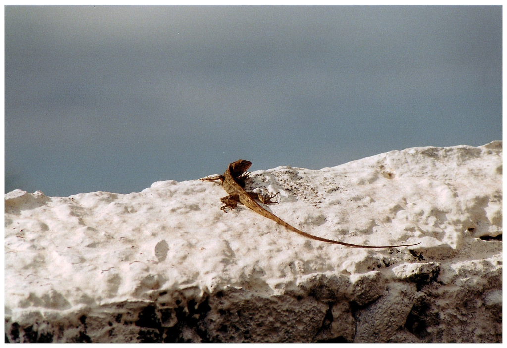 06 - Cimetière Marin de Saint-paul (1).jpg
